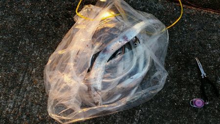 ホームで久々のツ抜けでした。